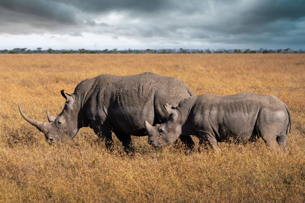 10 days 9 Nights Safari