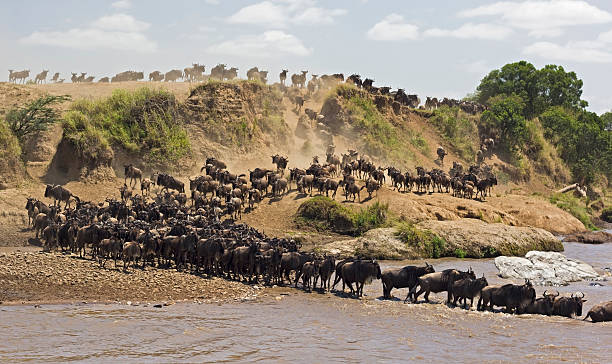 4 Days Wildebeest Migration safari