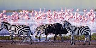 4 Days Wildebeest Migration safari