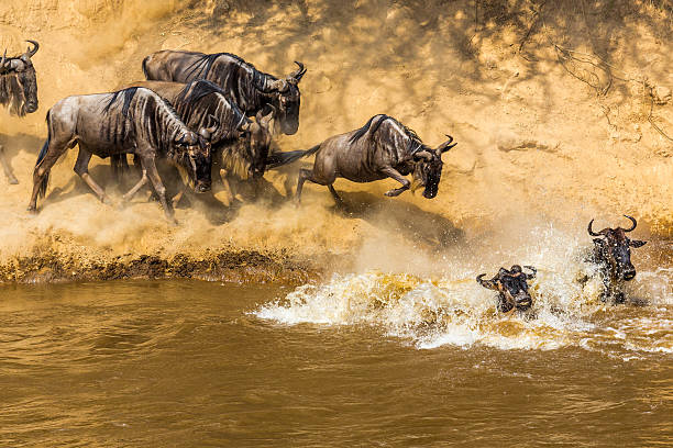 4 Days Wildebeest Migration safari