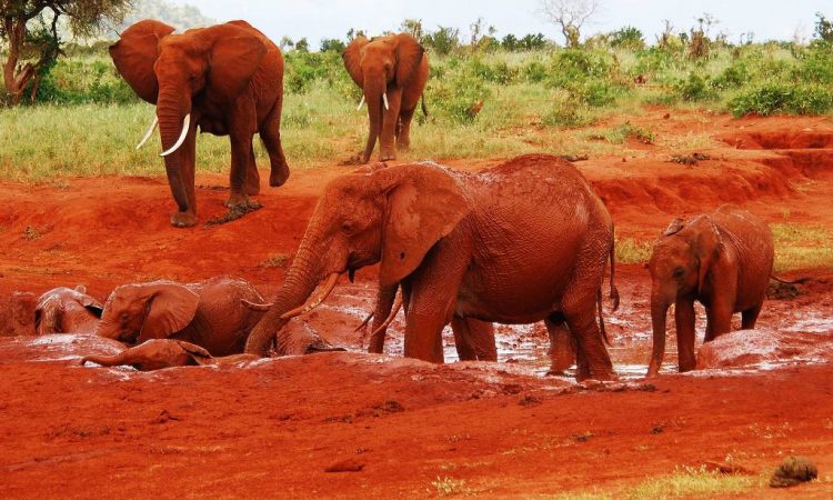 3-days-2-nights-tsavo-east-and-west-from-mombasa