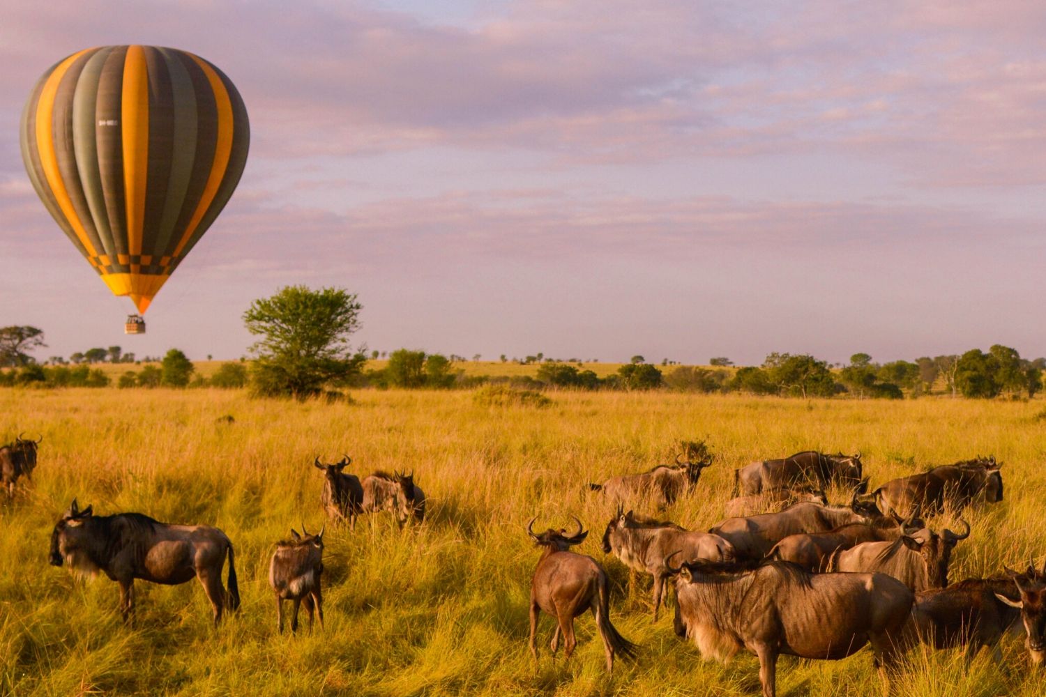 Hot Air Balloon In Maasai Mara