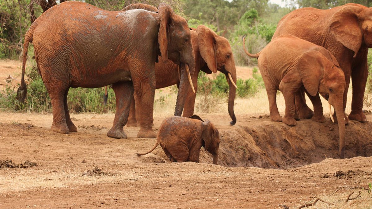 4 Days Tsavo East West Amboseli  Safari   From Mombasa 
