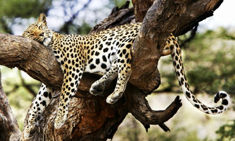 4 Days Tsavo East West Amboseli  Safari   From Mombasa 