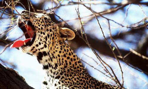 4 Days Tsavo East West Amboseli  Safari   From Mombasa 