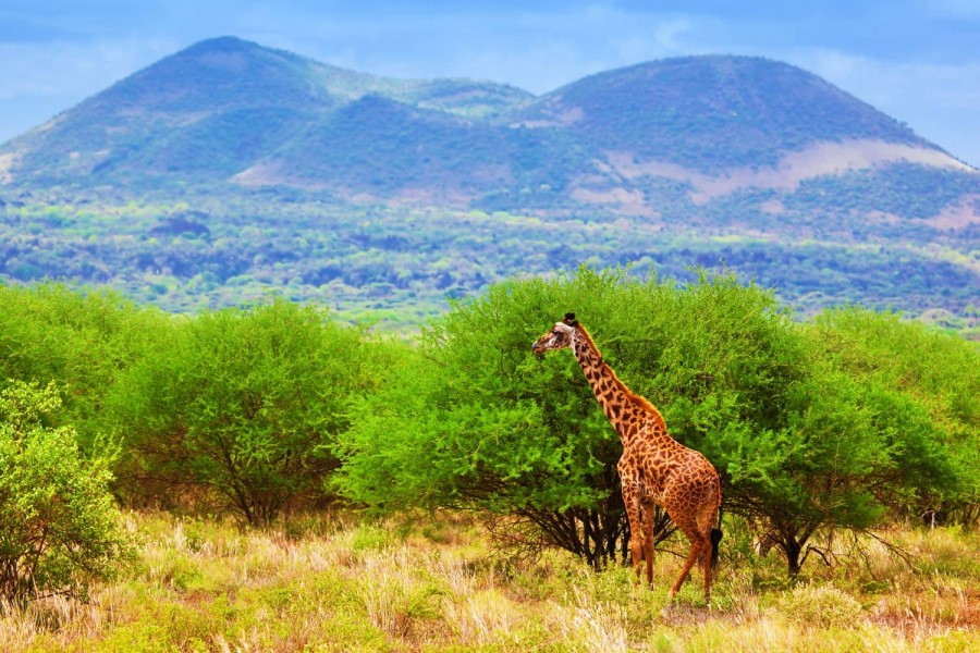 3-days-2-nights-tsavo-east-and-west-from-mombasa