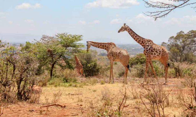 3-days-2-nights-tsavo-east-and-west-from-mombasa