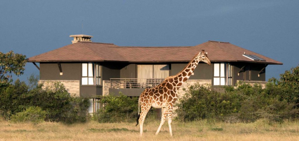 Mount Kenya Wildlife Estate is a 1,000-acre estate located in Nanyuki, Kenya, adjacent to the Ol Pejeta Conservancy Contact us for Bookings