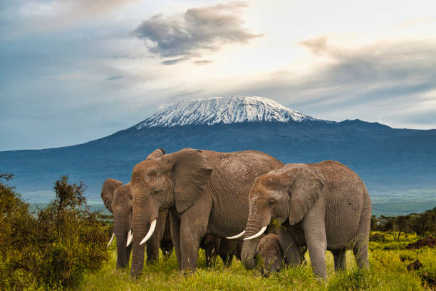 3 Days 2 Nights Amboseli Joining Trip