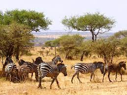 3 Days 2 Nights Tsavo East From Nairobi