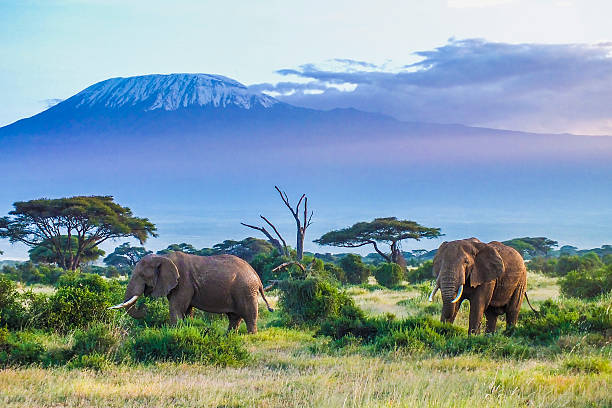 2 Days 1 Night Amboseli Joining Tour
