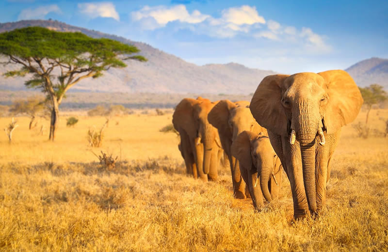 3 Days 2 Nights Tsavo East From Nairobi