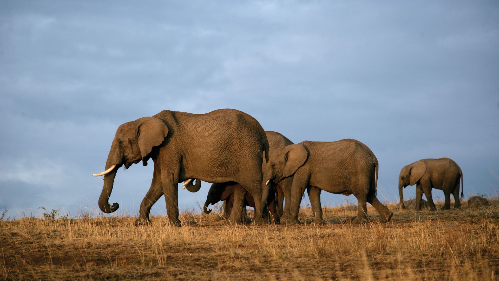 Tsavo
