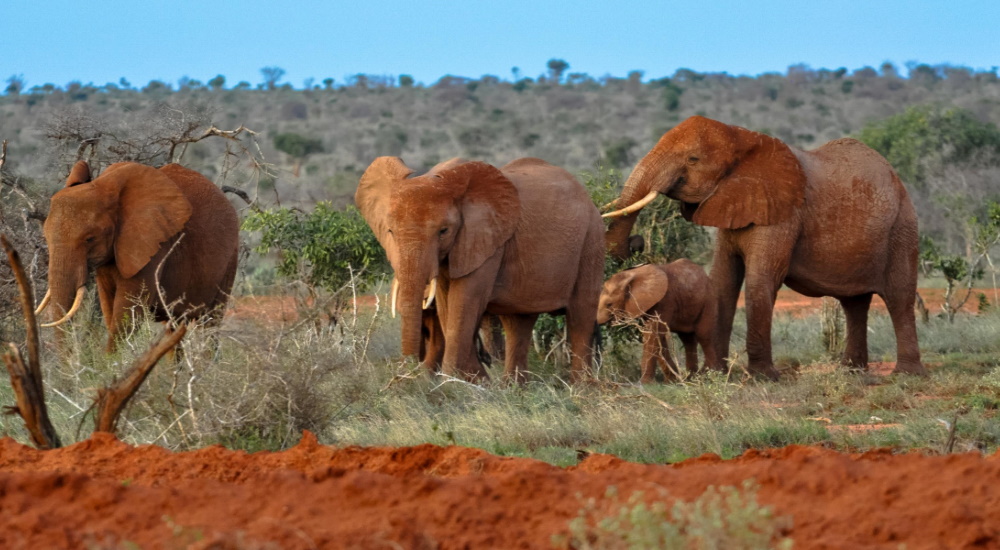Tsavo