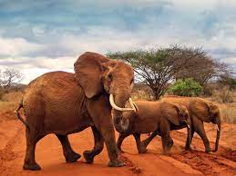 2 Days Tsavo East from Nairobi
