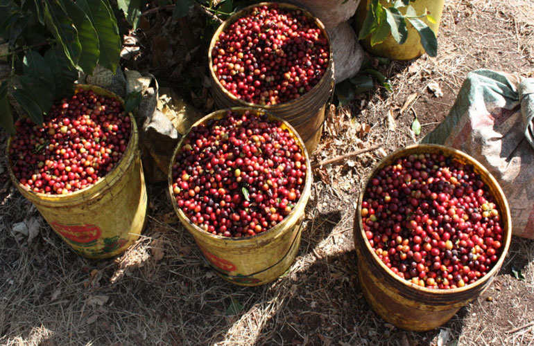 5 DAYS COFFEE TOUR, MAASAI VILLAGE, SCHOOL CHARITY,CHEMKA HOTSPRING