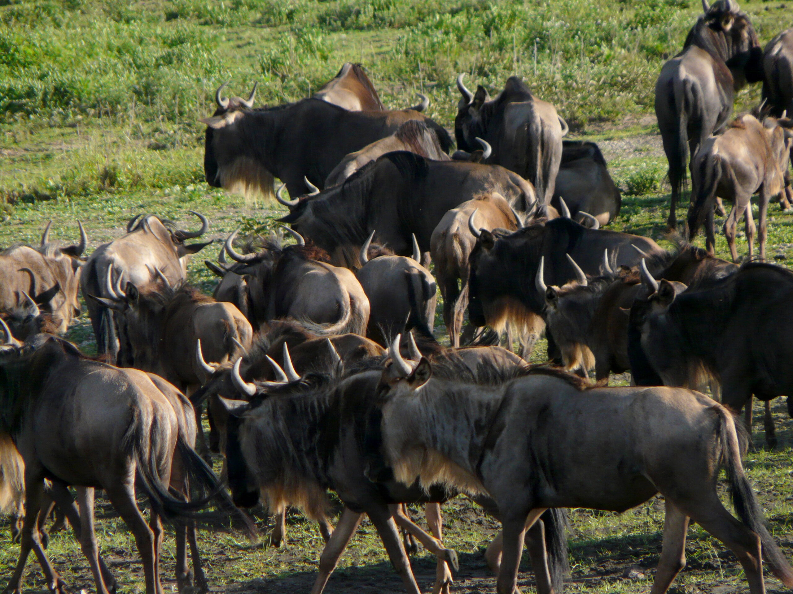 4 Days Safari to Tarangire, Ngorongoro Crater & Ndutu Migration