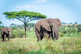 4 Days Safari to Tarangire, Ngorongoro Crater & Ndutu Migration
