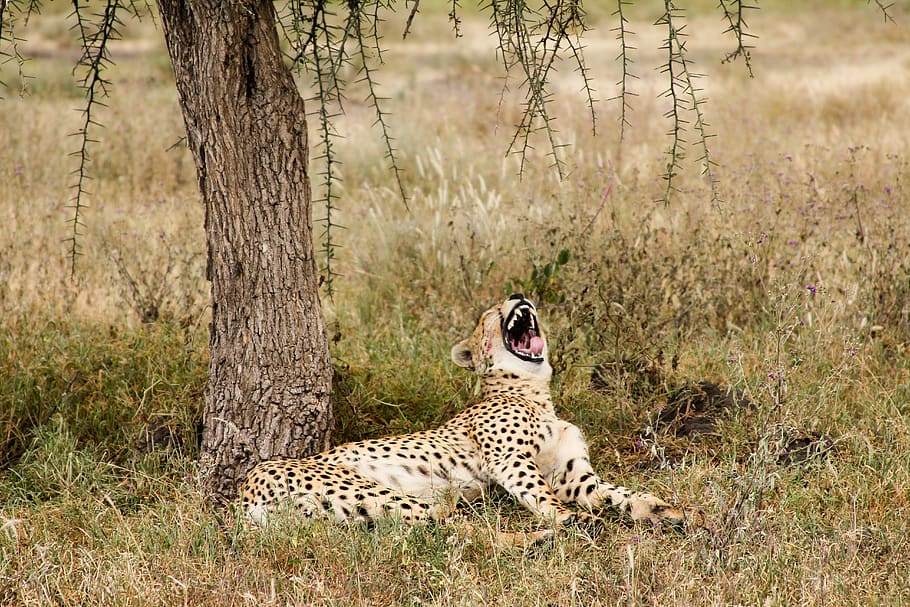 4 Days Safari to Tarangire, Ngorongoro Crater & Ndutu Migration