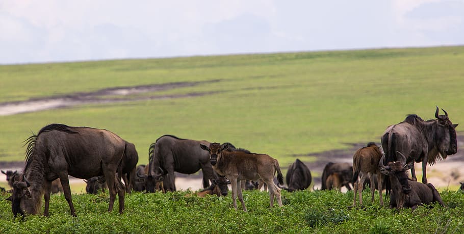 4 Days Safari to Tarangire, Ngorongoro Crater & Ndutu Migration