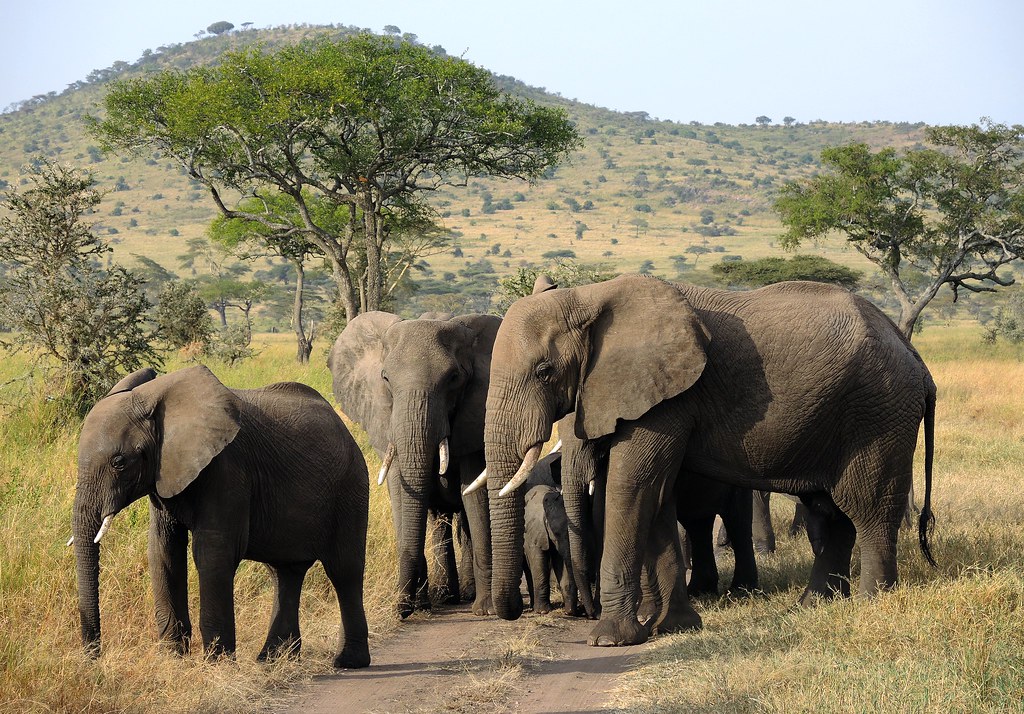 6-Day Safari to Tarangire, Ngorongoro Crater & Serengeti National Park