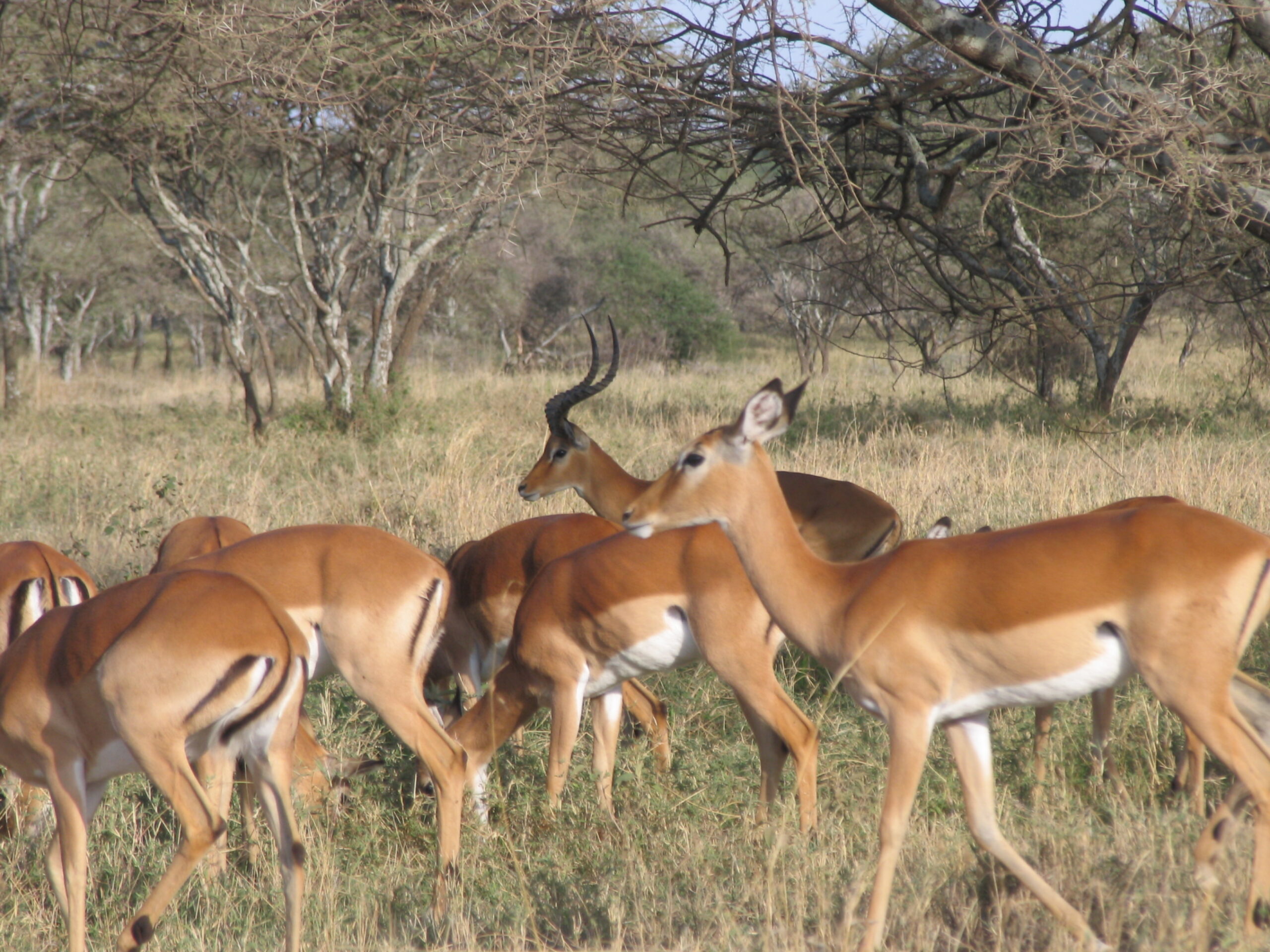6-Day Safari to Tarangire, Ngorongoro Crater & Serengeti National Park