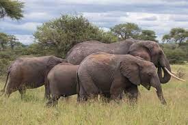 6 Days Safari and Zanzibar Holiday