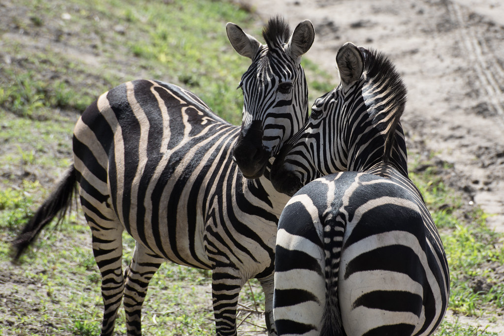 6 Days Safari and Zanzibar Holiday