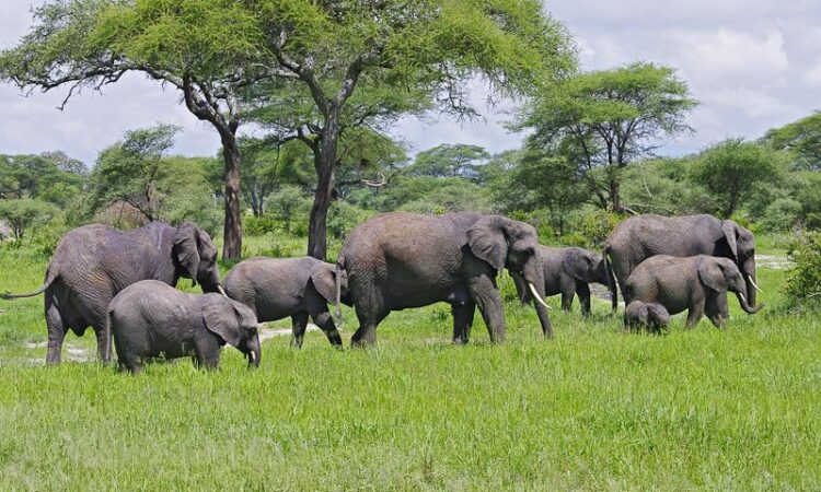 6 Days Safari and Zanzibar Holiday