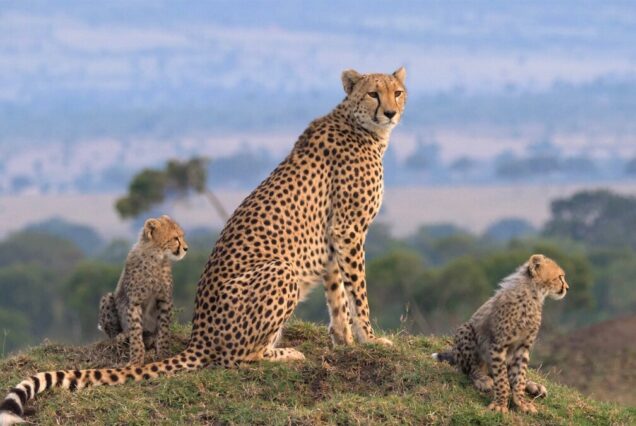 Top 10 Tourist Attractions in Kenya