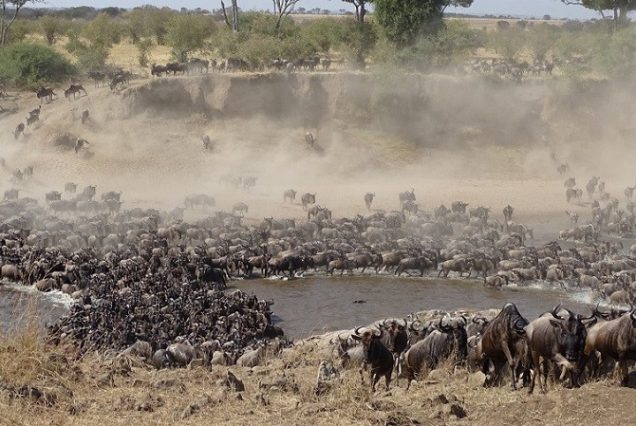 6 Days Wildebeest Migration Budget Safari