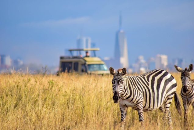 Daily Nairobi National Park and David Sheldrick Explore the wonders of Nairobi National Park and the heartwarming experience