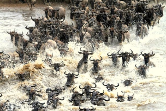 6 Days  Mid-Range Kenya SafariMigration in the Maasai Mara is a bucket-list adventure for many wildlife enthusiasts