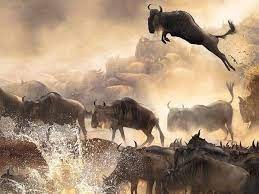 Maasai Mara Wildebeest Migration,Witnessing the Great Wildebeest Migration in the Maasai Mara is a bucket-list adventure for many wildlife enthusiasts
