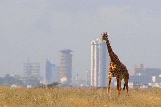 Daily Nairobi National Park and David Sheldrick Explore the wonders of Nairobi National Park and the heartwarming experience
