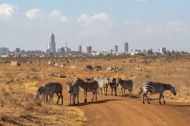 Daily Nairobi National Park and David Sheldrick Explore the wonders of Nairobi National Park and the heartwarming experience