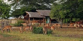 Aruba Ashnil Deals with Lutea Africa Safaris | Best Aruba Ashnil Lodge Offers