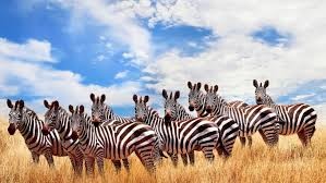 Kenya Joining Safari – Affordable Group Safaris in Kenya