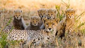 Kenya Joining Safari – Affordable Group Safaris in Kenya