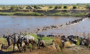 6 Days Wildebeest Migration Budget Safari
