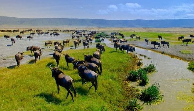 12 Days Kenya Tanzania Wildebeest