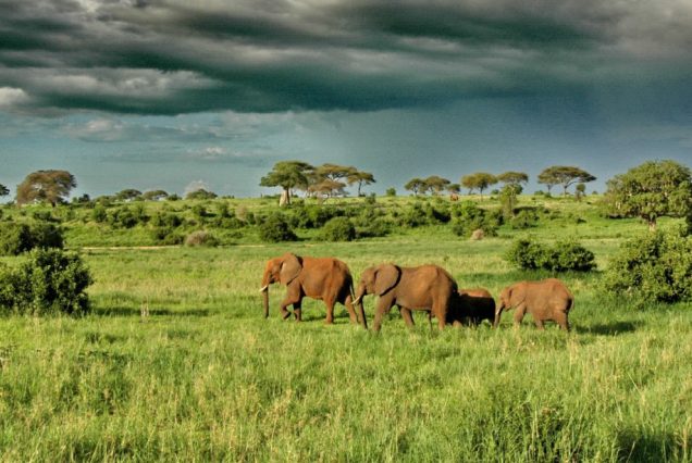 12 Days Kenya Tanzania Wildebeest