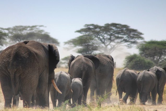 12 Days Kenya Tanzania Wildebeest