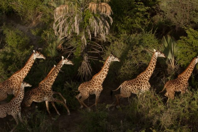 5 Days Serengeti & Tarangire Safari