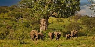 5 Days Serengeti & Tarangire Safari
