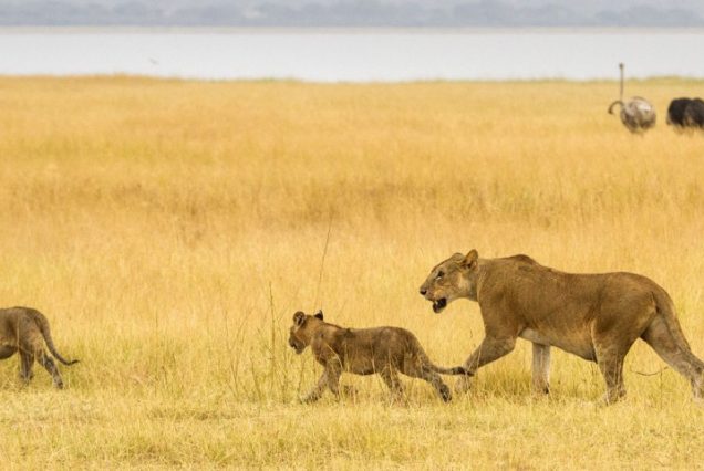 5 Days Serengeti & Tarangire Safari