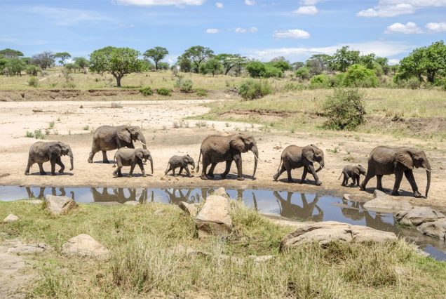 5 Days Serengeti & Tarangire Safari