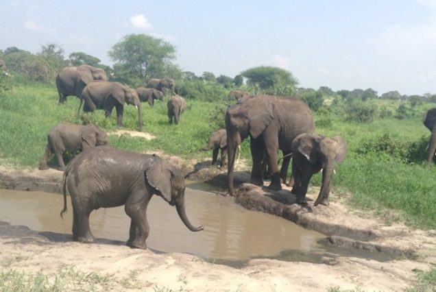 7 Days Tanzania Safari 