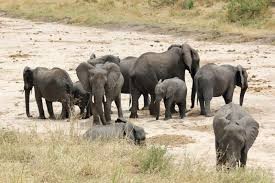 7 Days Tanzania Safari 