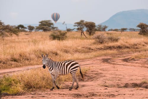 7 Days Tanzania Safari 
